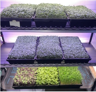 Indoor racks of ROcc Garden microgreens