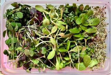 Tray of freshly grown assorted microgreens